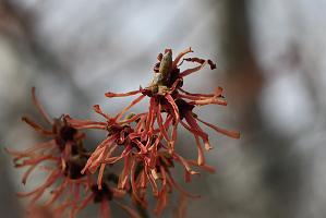 287 2023-03226427 Tower Hill Botanic Garden, MA